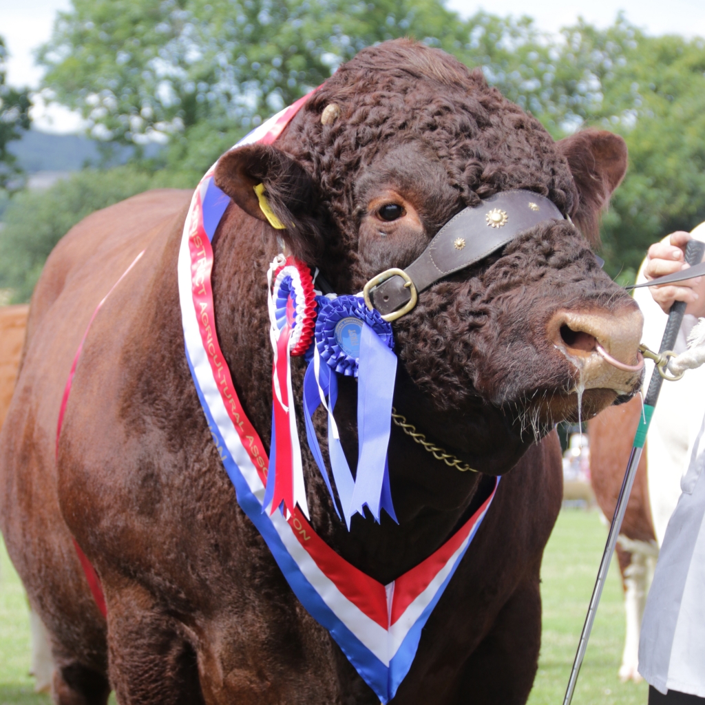 A Cow with medals on at a showground